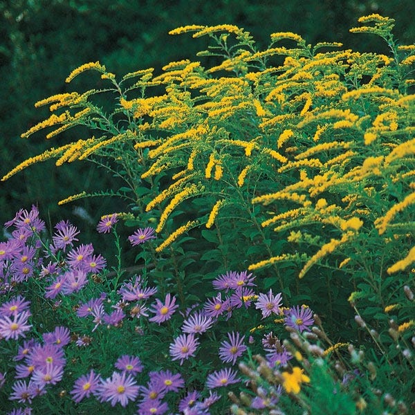 Rain Garden Pre-Planned Garden