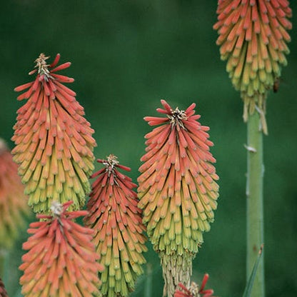 Fire Dance Red Hot Poker