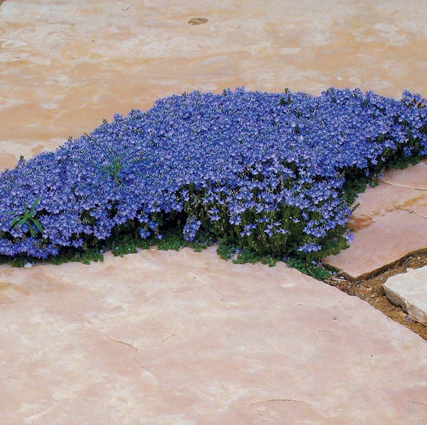 Thyme-Leaf Veronica