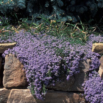 Thyme  Eastanbul Wild Thyme, Spiked Thyme, Zaatar Thyme Seasoning, AKA