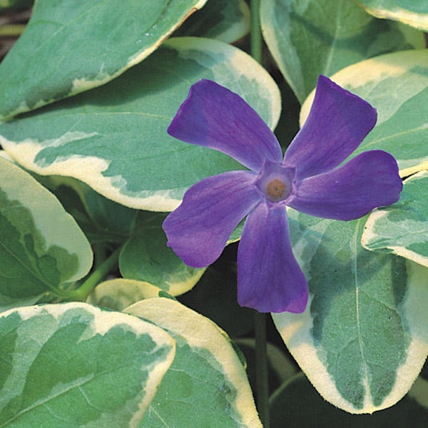 periwinkle house plant Big Leaf Variegated Periwinkle, Vinca major variegata