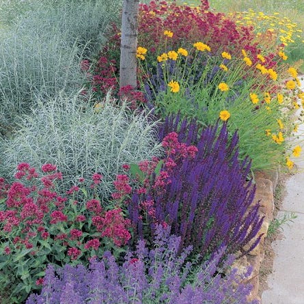 大型本 Ornamental Plants in the Landscape 大型本 Ornamental Plants in the Landscape 【公式通販】