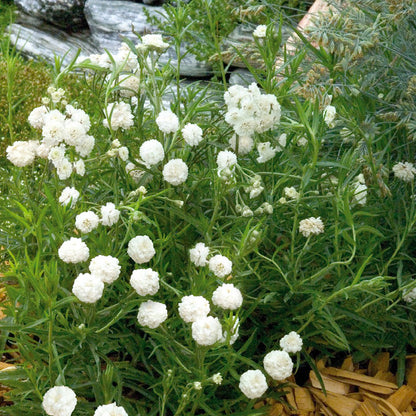 Marshmallow Yarrow