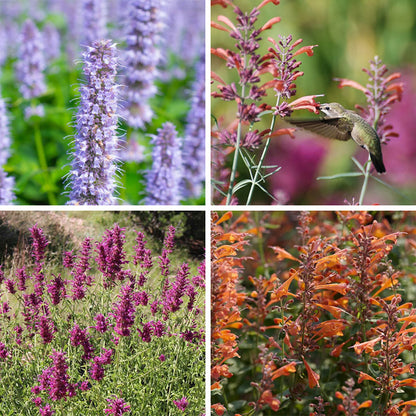 Agastache Collection