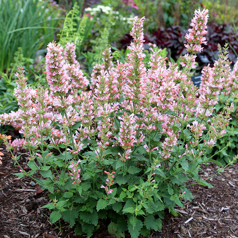 アトリエgg シークワーサーの花(ピンク) Pink Pearl Agastache | Compact Hummingbird Mint for Small Spaces