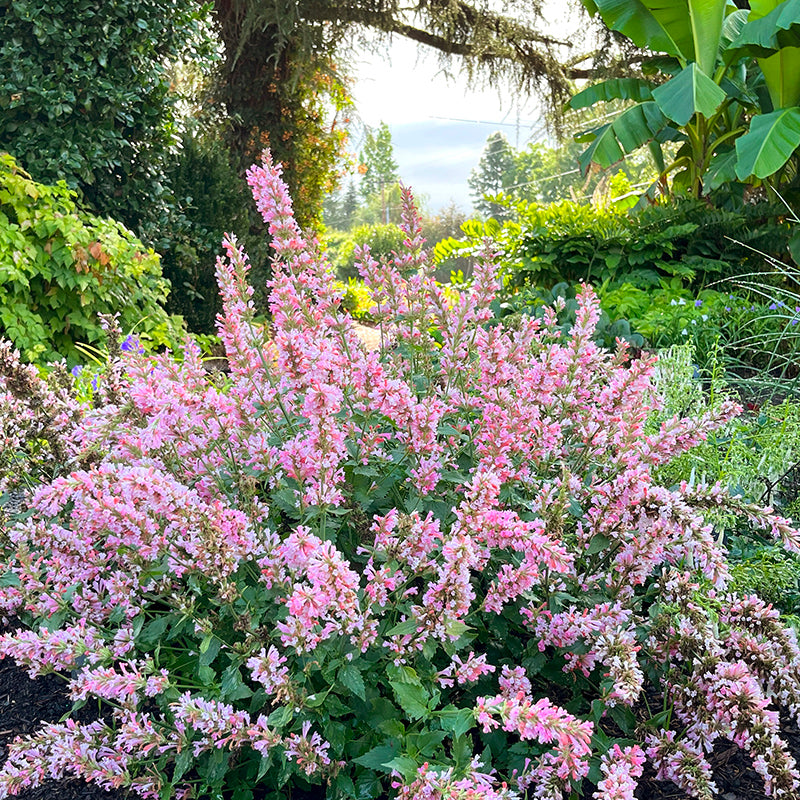 アトリエgg シークワーサーの花(ピンク) Pink Pearl Agastache | Compact Hummingbird Mint for Small Spaces