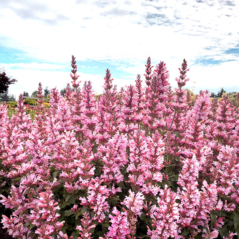Pink Pearl Agastache | Compact Hummingbird Mint for Small Spaces