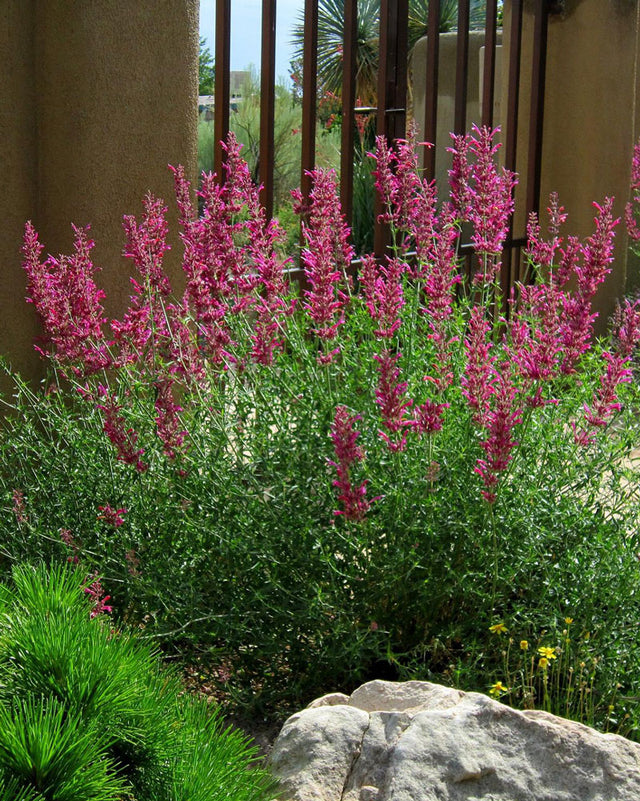 POllinator Plant Sale