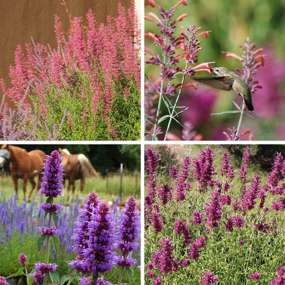 Agastache Collection