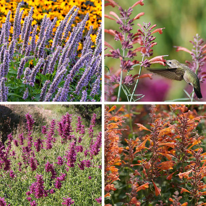 Agastache Collection