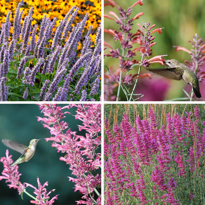 Agastache Collection