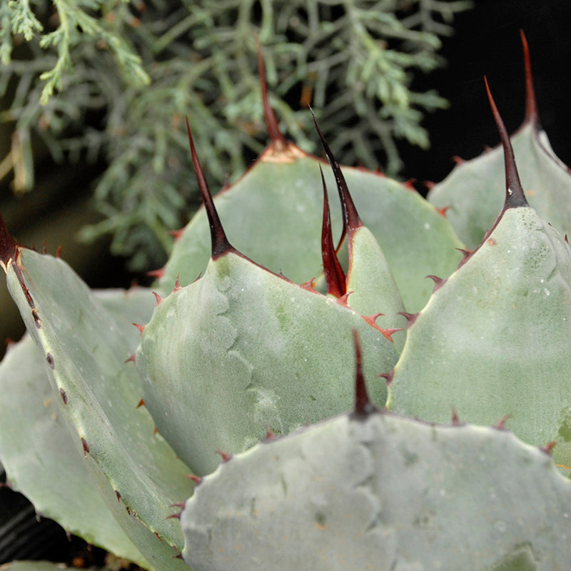 Artichoke Agave, Photo courtesy of Walter's Gardens, Inc.