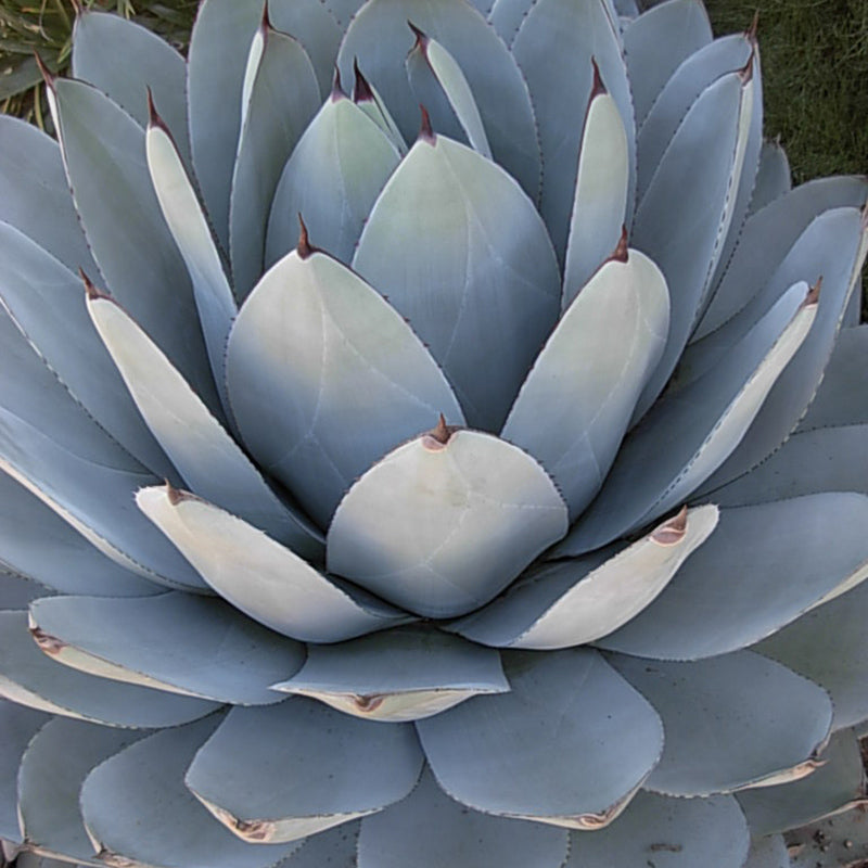 Artichoke Agave, Photo courtesy of Walter's Gardens, Inc.