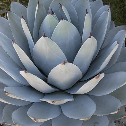 Artichoke Agave, Photo courtesy of Walter's Gardens, Inc.
