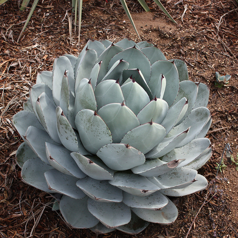 artichoke looking succulent Artichoke Agave