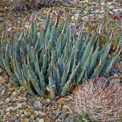 Agave utahensis Beaver Dam Mountains