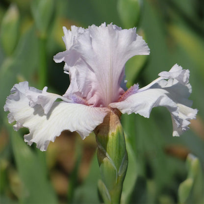 Air Time Bearded Iris, Image Courtesy of Schreiner's Gardens