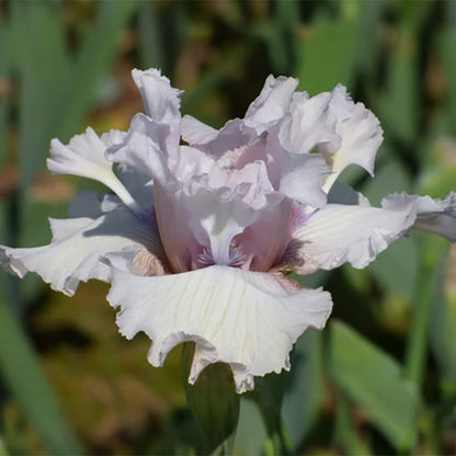 Air Time Bearded Iris, Image Courtesy of Schreiner's Gardens