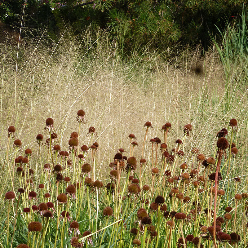 Alkali Sacaton Grass