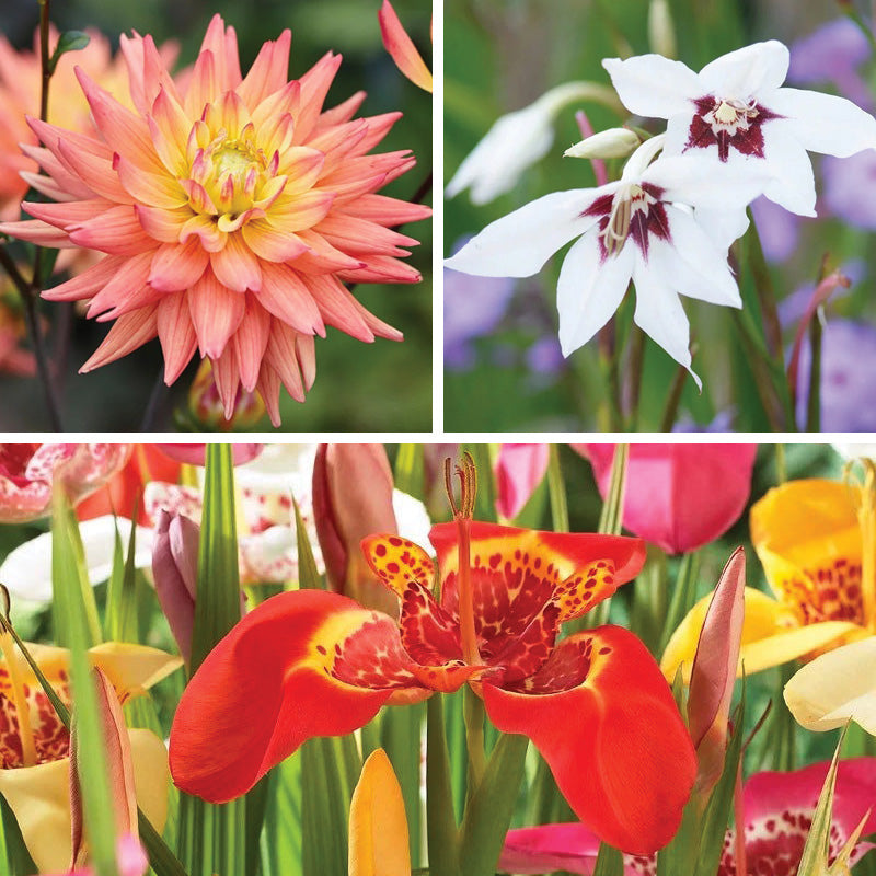Allergy Friendly Flower Bulb Collection