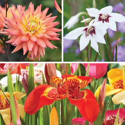Allergy Friendly Flower Bulb Collection