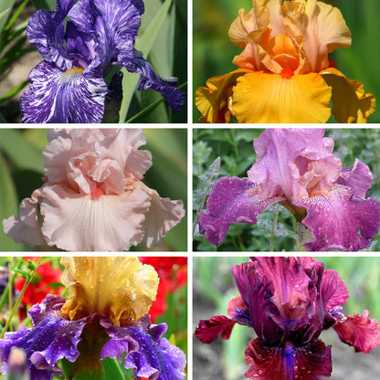 Alpenglow Bearded Iris Collection