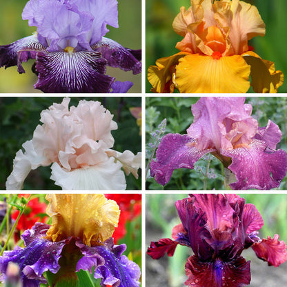 Alpenglow Bearded Iris Collection