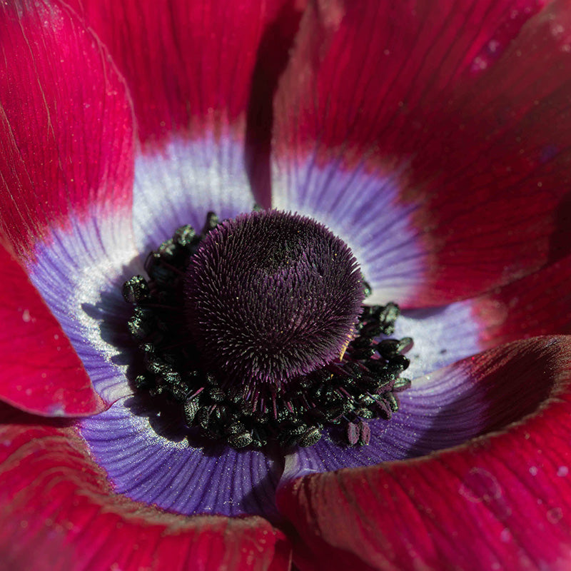 Bordeaux Anemone