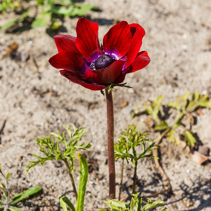 Bordeaux Anemone