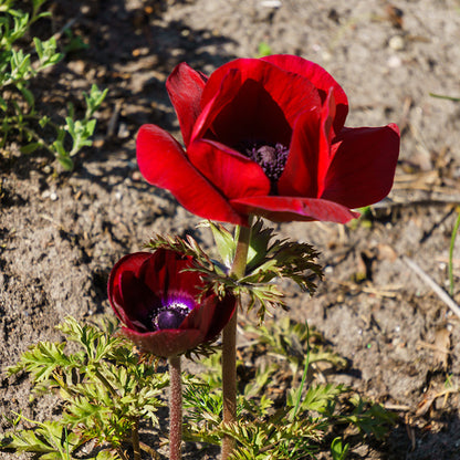 Bordeaux Anemone