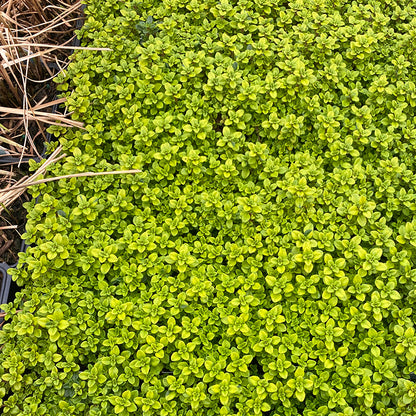 Archer's Gold Creeping Thyme