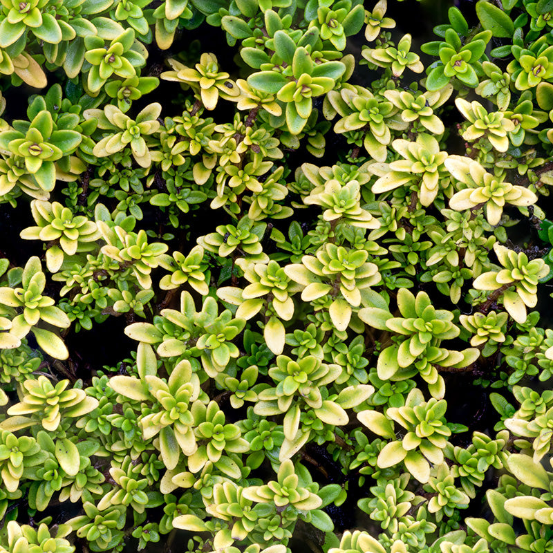 Archer's Gold Creeping Thyme