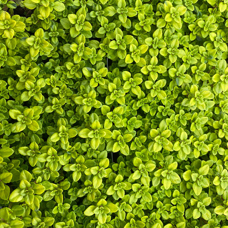 Archer's Gold Creeping Thyme