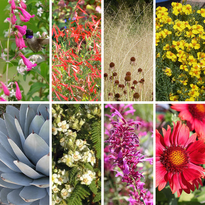 Arizona Perennial Collection