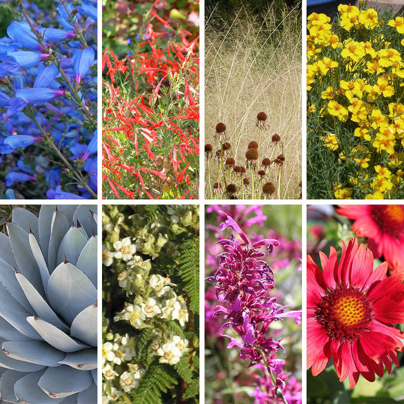 Arizona Perennial Collection | Heat-Tough Waterwise Plants