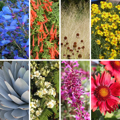 Arizona Perennial Collection