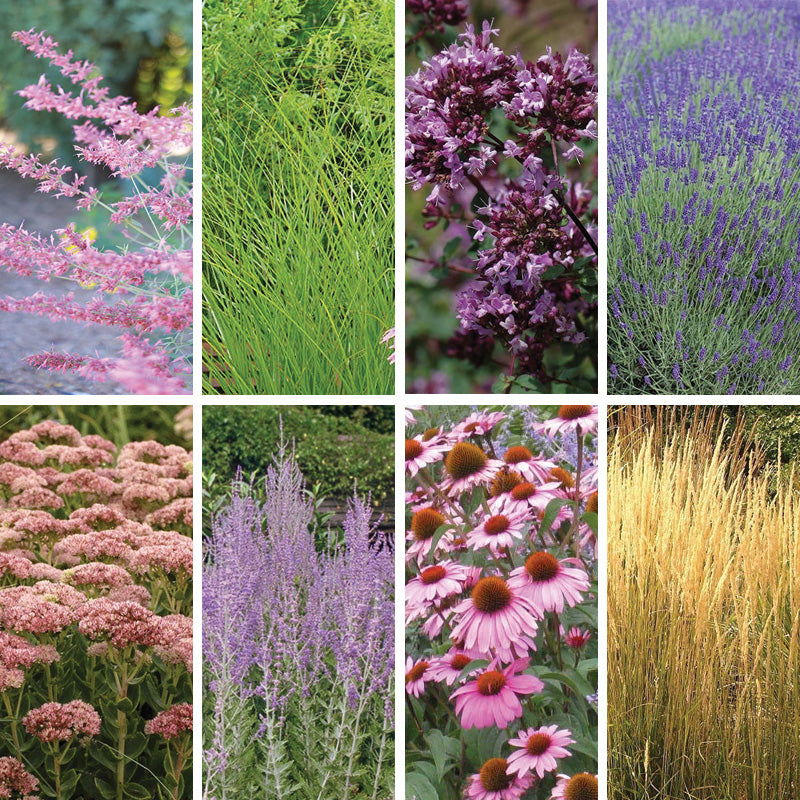 August Afternoons Pre-Planned Garden