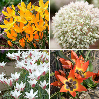 August Afternoons Extension Bulb Collection