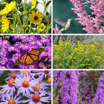 Autumn Magic Pollinator Collection