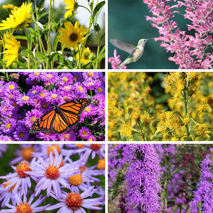 Autumn Magic Pollinator Collection