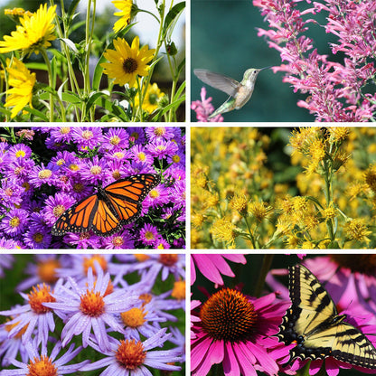 Autumn Magic Pollinator Collection