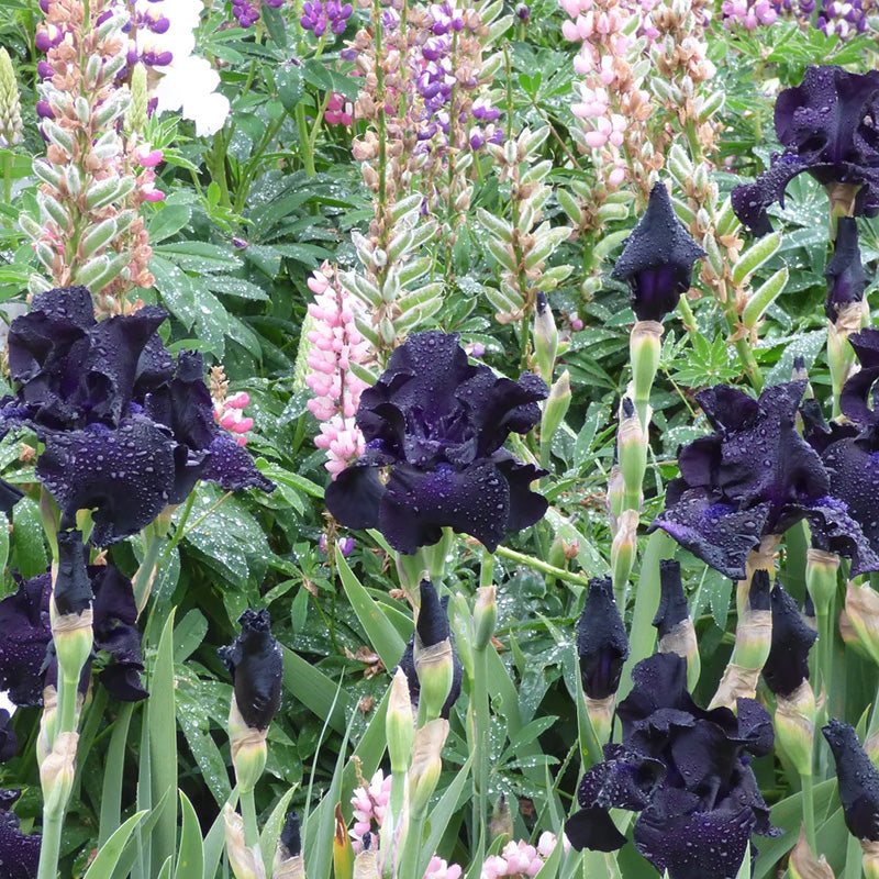 Black Suited Bearded Iris