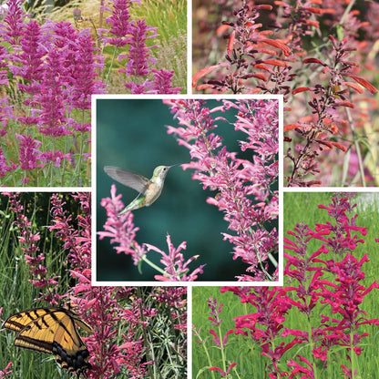Best In Show Agastache Collection