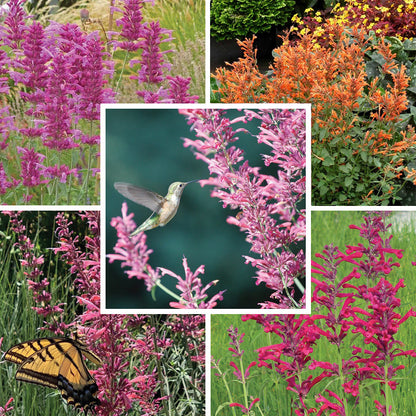 Best In Show Agastache Collection