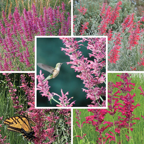 Best In Show Agastache Collection