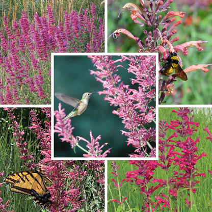 Best In Show Agastache Collection