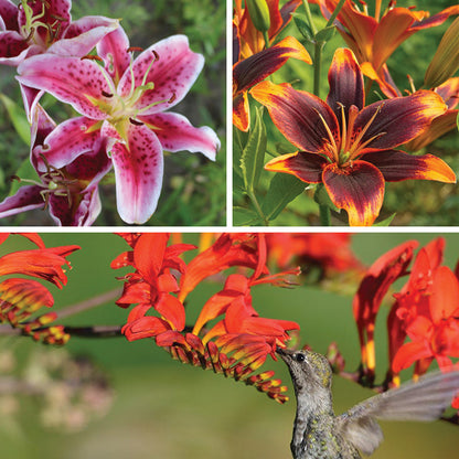 Bold & Hardy Summer Blooms Bulb Collection