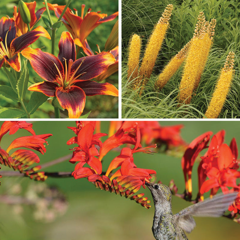 Bold & Hardy Summer Blooms Bulb Collection