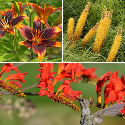Bold & Hardy Summer Blooms Bulb Collection