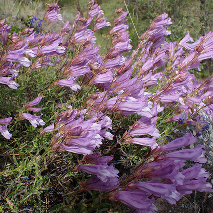 Shrubby Penstemon